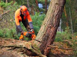 Best Emergency Tree Removal  in Bardmoor, FL